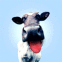 Vache qui lèche votre écran