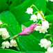 Colibri picorant dans du muguet