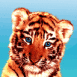 Bb tigre aux yeux bleus