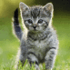 Chaton en chasse