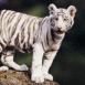 Bb tigre blanc amus