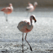 Flamands roses