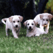 Chiots labradors