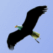 Aigle noir au vol