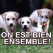 Chiots Labrador "On est bien ensemble"