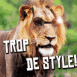 Lion  lunettes "Trop de style!"