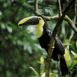 Toucan