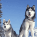 Huskies